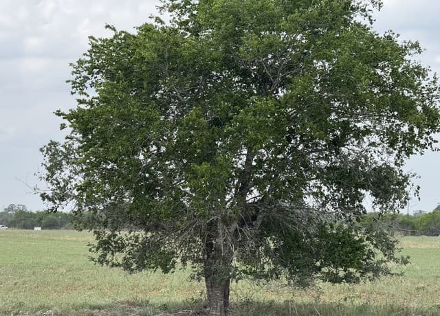 00  County Road 405, Floresville, TX 78114 — photo 9
