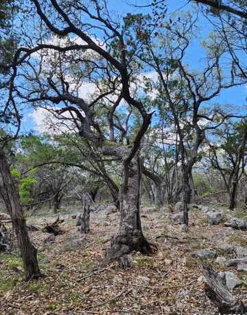 LOT 18/19  Forest Lake Dr, Spring Branch, TX 78070 — photo 4