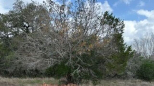 183  Fossil, Spring Branch, TX 78070 — photo 4