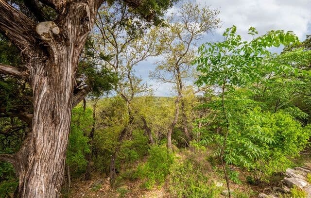 19019  Lookout Mountain Trail, Grey Forest, TX 78023 — photo 22