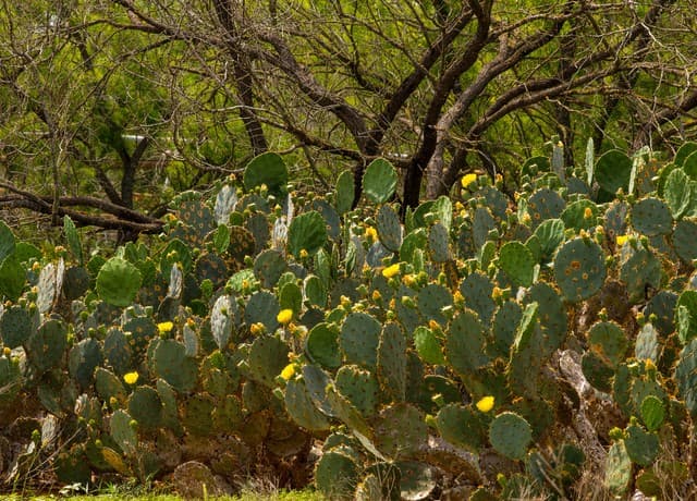 TBD  County Road 3000 Keystone, Pearsall, TX 78061 — photo 25