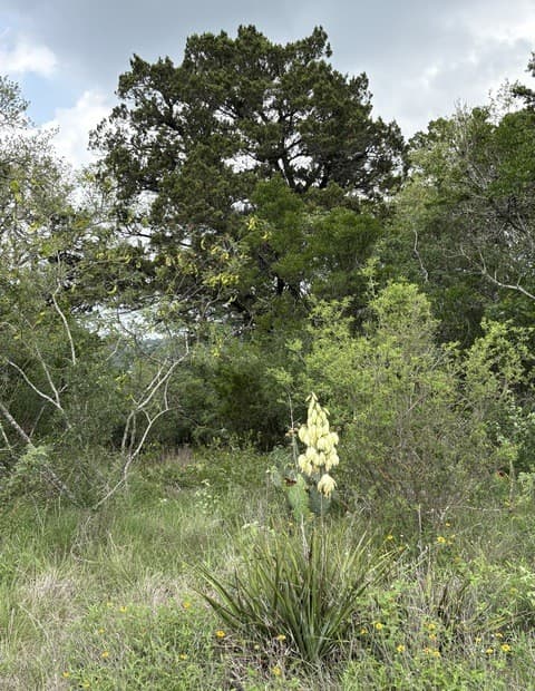 460  County Road 2753, Mico, TX 78056 — photo 4