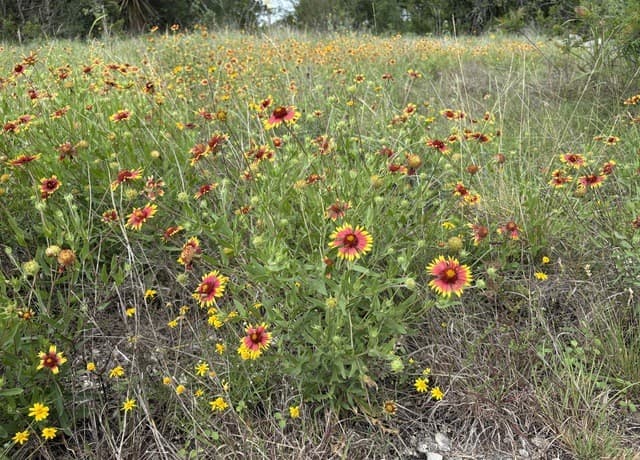 460  County Road 2753, Mico, TX 78056 — photo 8