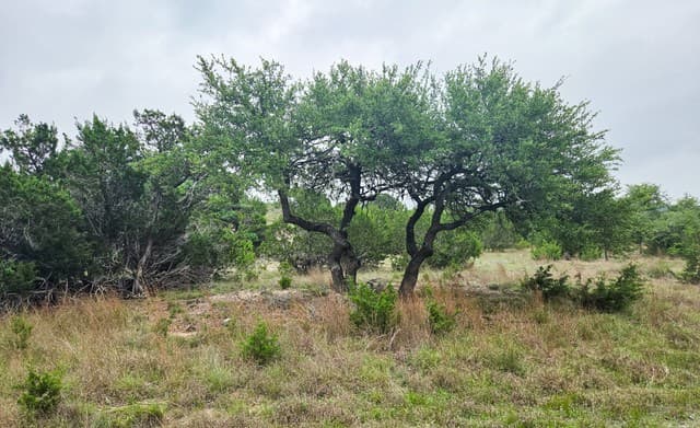TBD  Falling Oak, Blanco, TX 78606