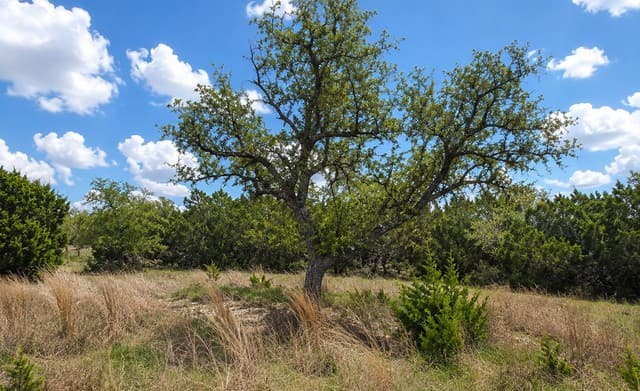 TBD  Falling Oak, Blanco, TX 78606 — photo 19