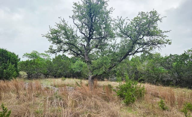 TBD  Falling Oak, Blanco, TX 78606 — photo 20