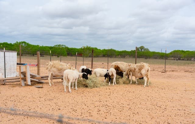 2948  Fm 1922, Floresville, TX 78114 — photo 25