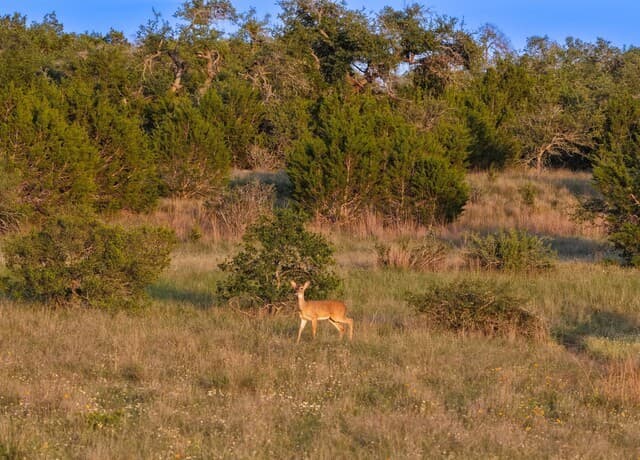 TBD  Fm 32, Blanco, TX 78606 — photo 4