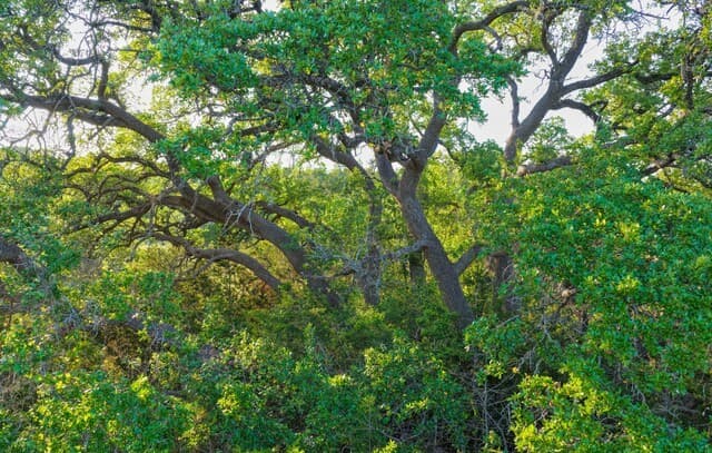 TBD  Fm 32, Blanco, TX 78606 — photo 7
