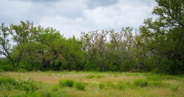 9803  Fm 1796, Dhanis, TX 78850 — photo 16