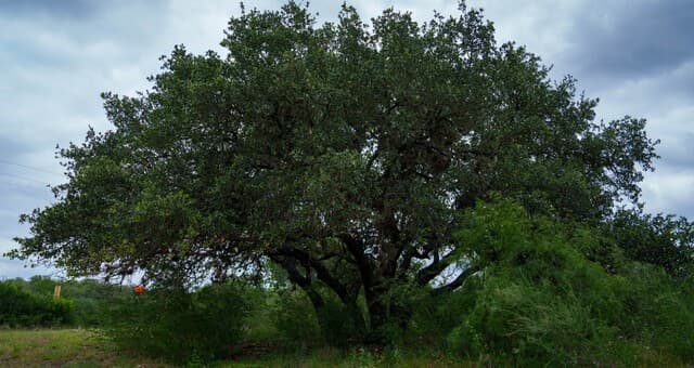 9803  Fm 1796, Dhanis, TX 78850 — photo 18