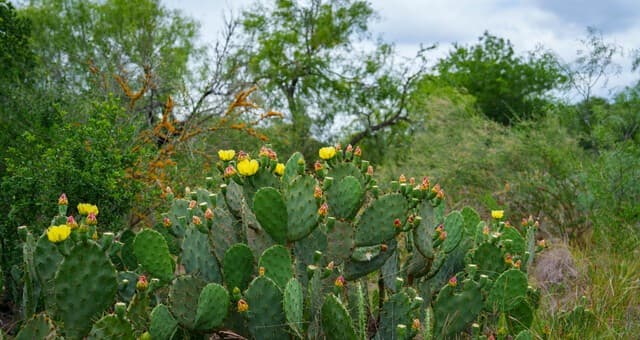 9803  Fm 1796, Dhanis, TX 78850 — photo 20