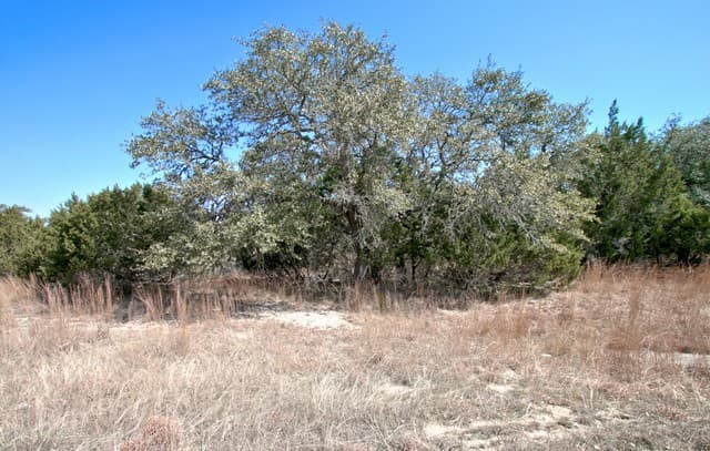 823  Mystic Pkwy, Spring Branch, TX 78070 — photo 8