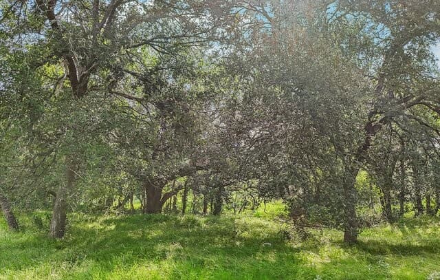 1617  Blue Creek Rd, La Vernia, TX 78121 — photo 4
