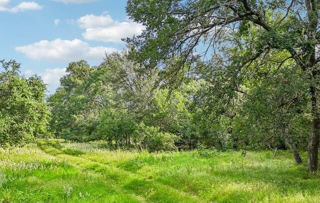 1617  Blue Creek Rd, La Vernia, TX 78121 — photo 5