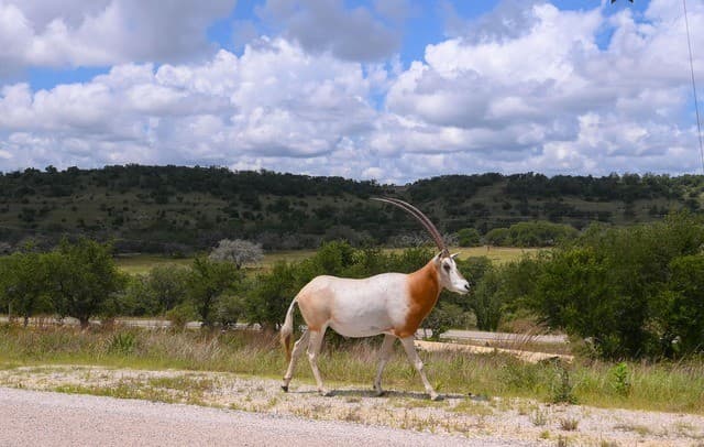 130  Falling Leaves Ct, Blanco, TX 78606 — photo 17