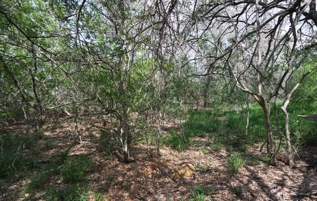 9459  Crow, Adkins, TX 78101 — photo 9