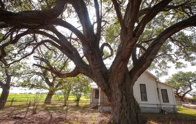 4901  LOWER SEGUIN (5 Acres) RD, Cibolo, TX 78108 — photo 23