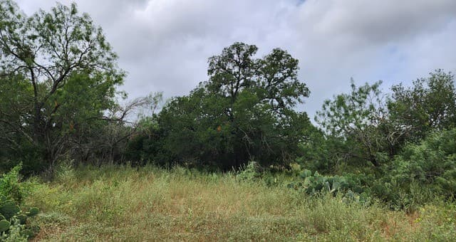 13505  Frenchmans Cv, San Antonio, TX 78253 — photo 4