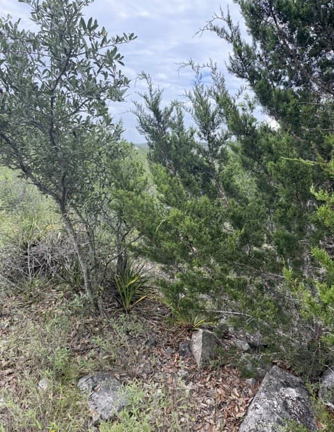 187  Private Road 1712, Mico, TX 78056 — photo 9