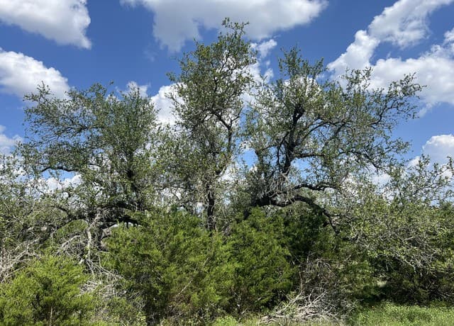 636  Rock Trail Pl, Spring Branch, TX 78070 — photo 2
