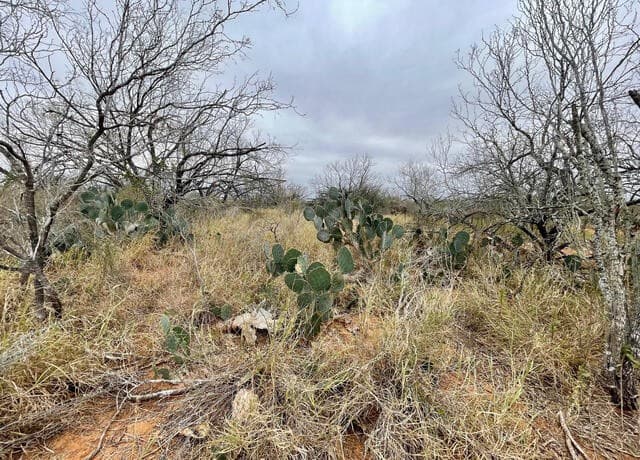 10.01 ACRES  CR 2701 and FM 140, Bigfoot, TX 78005 — photo 5