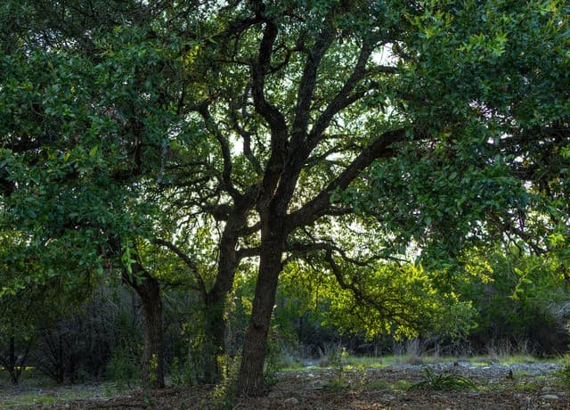 LOT 12  Monterey Trail, Boerne, TX 78006 — photo 5