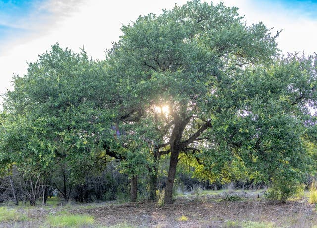 LOT 12  Monterey Trail, Boerne, TX 78006 — photo 6
