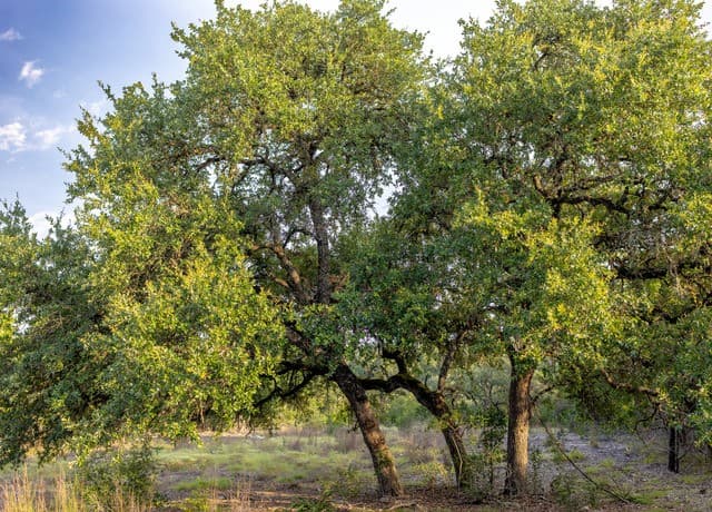 LOT 12  Monterey Trail, Boerne, TX 78006 — photo 8