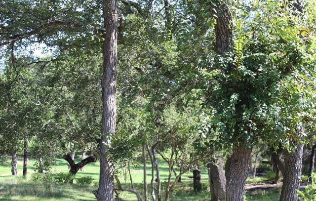 878 Ledgeview Dr., Canyon Lake, TX 78133