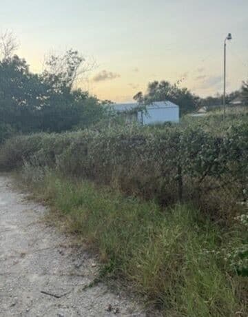 22743 Black Cherry