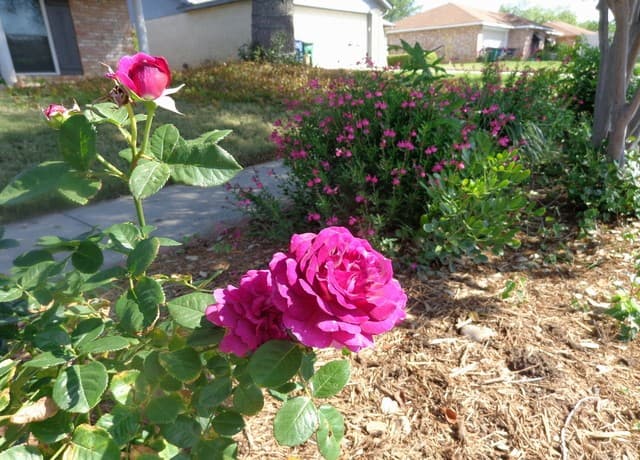 5511  Eaglewood St, San Antonio, TX 78233 — photo 15