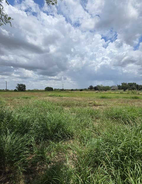 305  Waltom Ave, Jourdanton, TX 78026 — photo 3