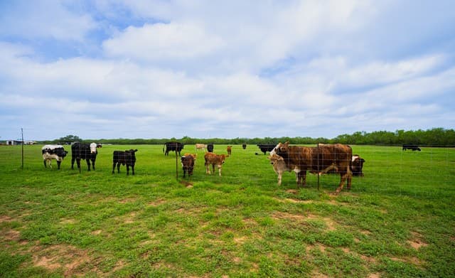 366  County Road 2543, Moore, TX 78057 — photo 13