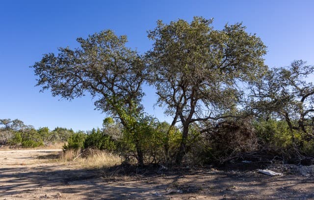 BLOCK 1, LOT 3  Easy Money, Boerne, TX 78006 — photo 5