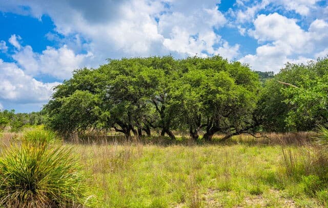 147  Gray Wolf, Blanco, TX 78606 — photo 5