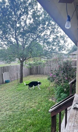 409  Carrick Ct, Cibolo, TX 78108 — photo 17