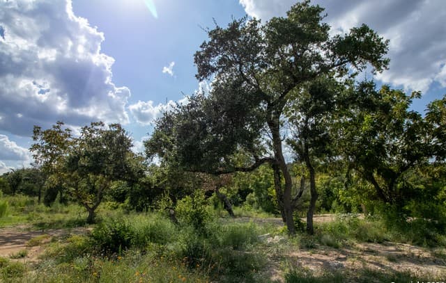 LOT 6 Messina Cyn, San Antonio, TX 78255