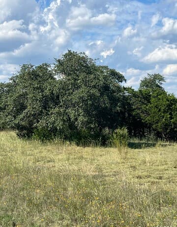 317 Bosque Ridge