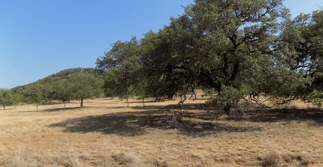 TBD Hills Of Bandera