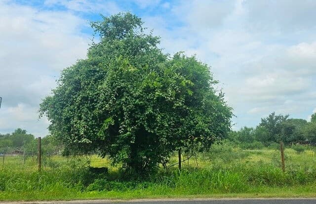 13808 LOT 2 Greenwood Rd