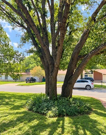 219 Shin Oak Dr